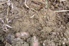 rotton-potatoes-after-rain-jan-2018-3