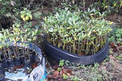 Alligator Head Foundation Mangrove Replanting